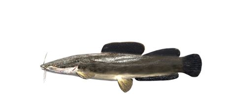 Tiger Fishing on the Zambizi - Vundu