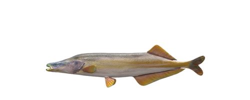 Tiger Fishing on the Zambizi - Cornish Jack