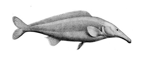 Tiger Fishing on the Zambizi - Bottle Nose