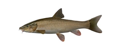 Tiger Fishing on the Zambizi - barbel