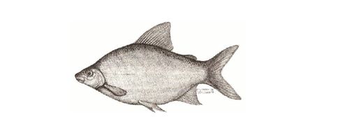 Tiger Fishing on the Zambizi - Chessa