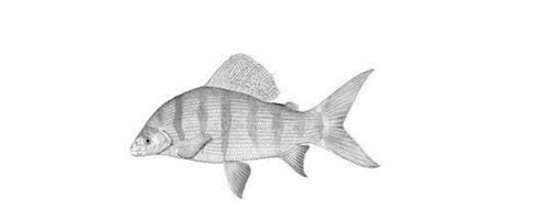 Tiger Fishing on the Zambizi - Nkupe