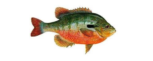 Tiger Fishing on the Zambizi - Bream