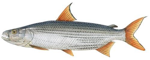 Tiger Fishing on the Zambizi 